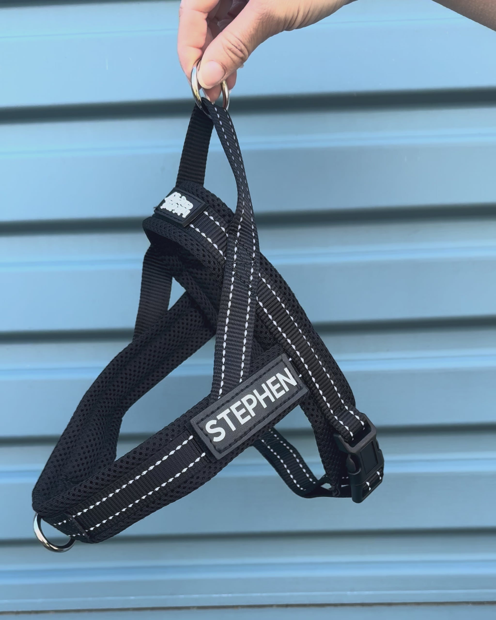 Black dog harness