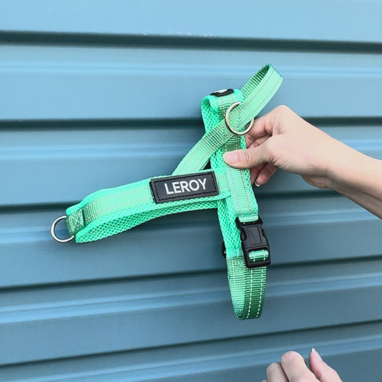 Turquoise dog harness 