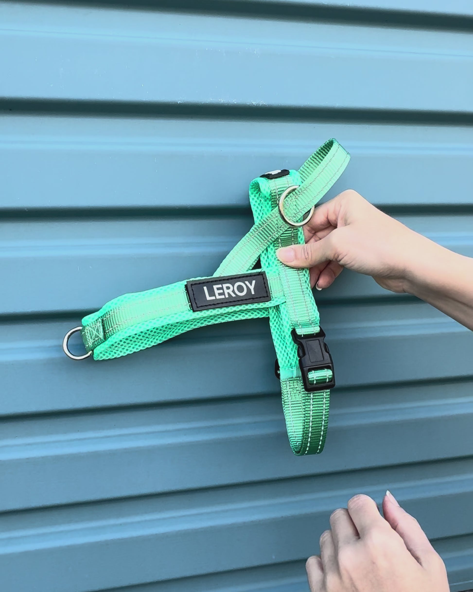 Turquoise dog harness 