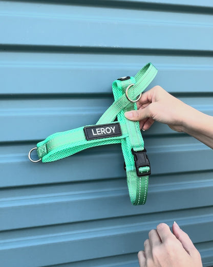 Turquoise dog harness 