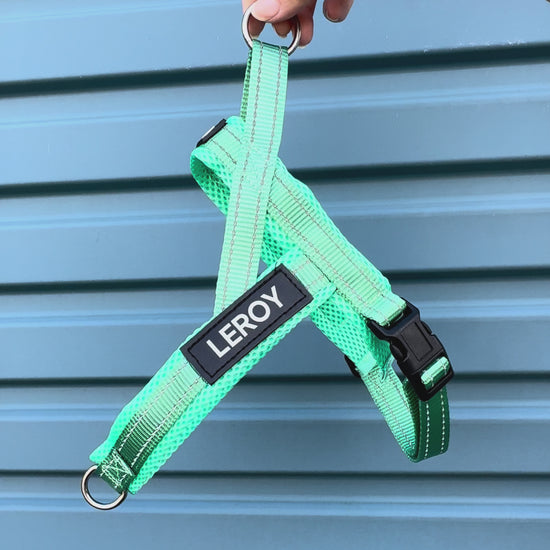 Turquoise dog harness 
