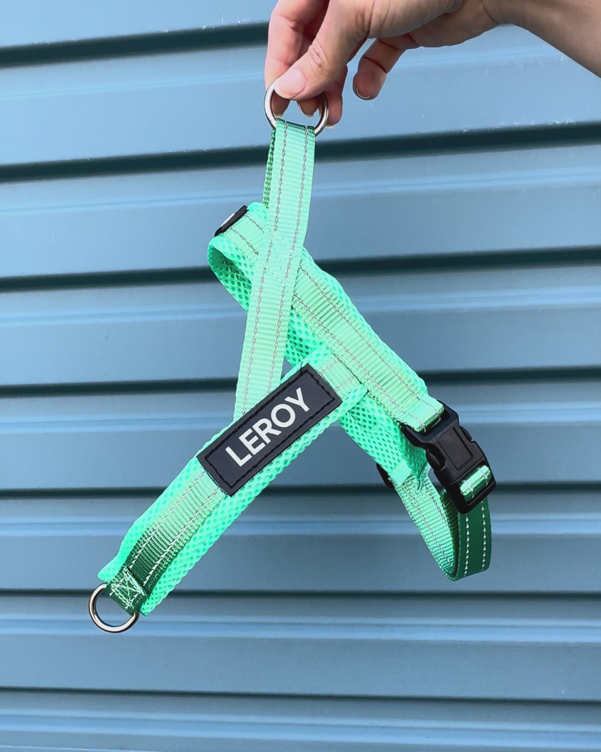 Turquoise dog harness 
