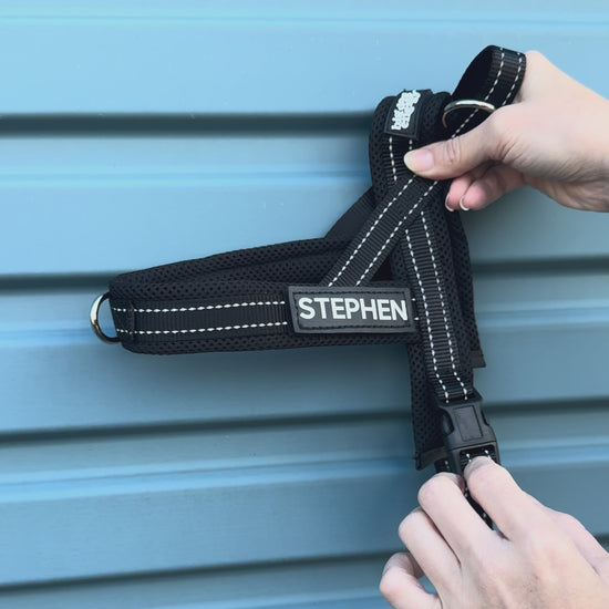 Black dog harness