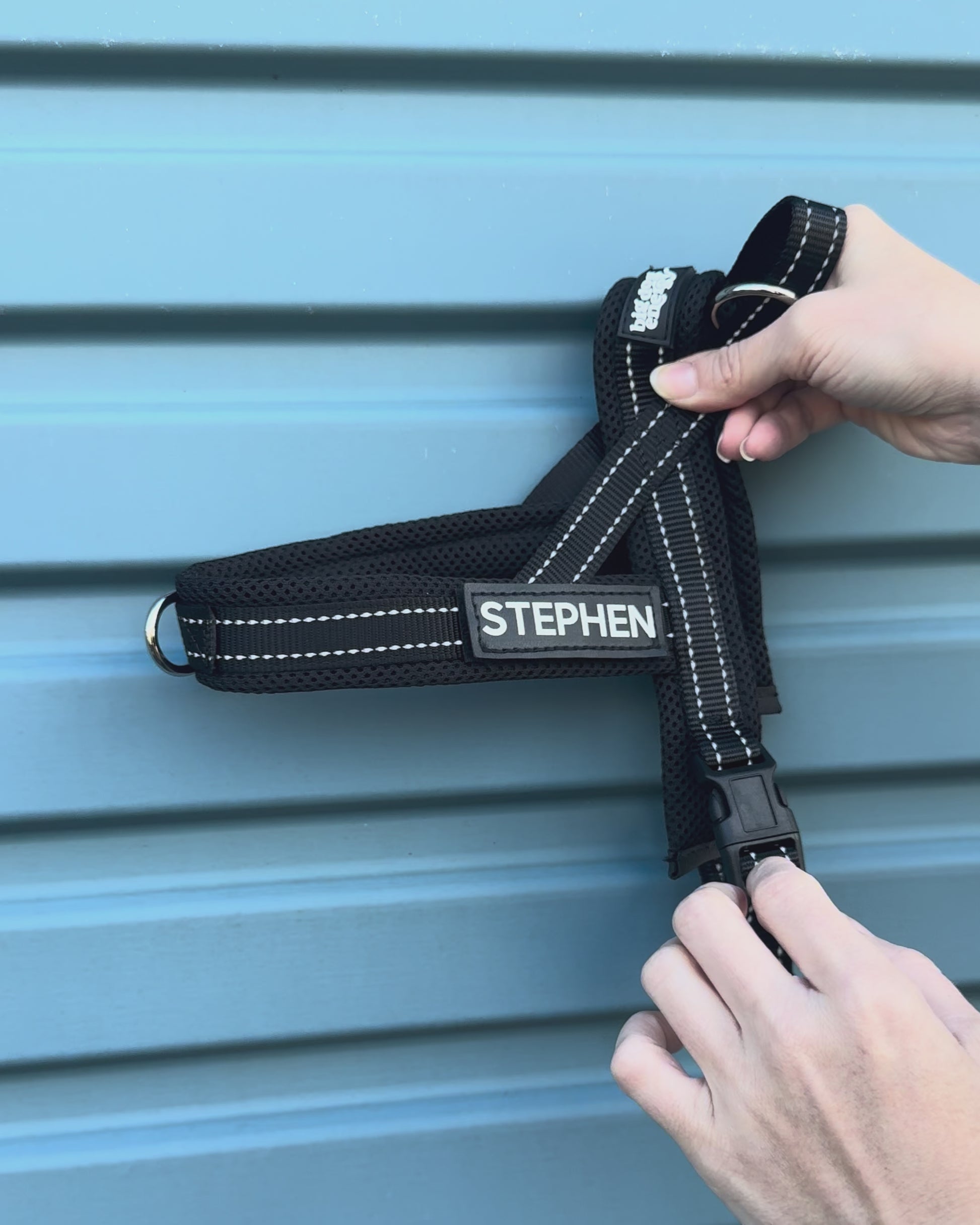 Black dog harness